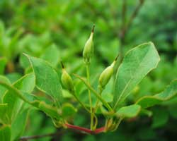 �h�E�_���c�c�W�̎�