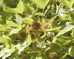 �t�E�̎Ⴂ��