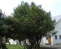 �Q�b�P�C�W��