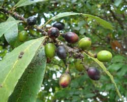 �Q�b�P�C�W��