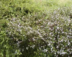 �n�N�`���E�Q