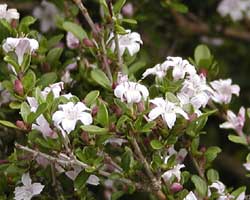 �n�N�`���E�Q�̉�