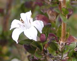 �n�N�`���E�Q�̉�