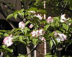 �n�i�~�Y�L