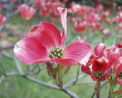 �n�i�~�Y�L