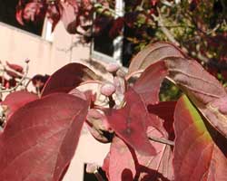 �n�i�~�Y�L