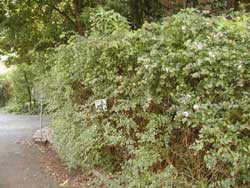 �n�i�c�N�o�l�E�c�M