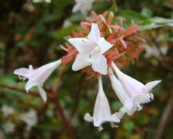 �n�i�c�N�o�l�E�c�M