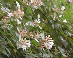 �n�i�c�N�o�l�E�c�M