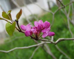 �n�i�Y�I�E�̉�