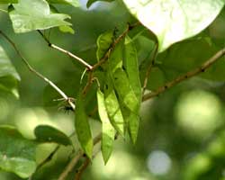 �n�i�Y�I�E