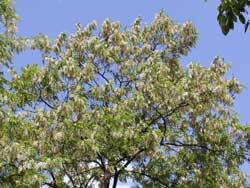 �n���G���W��