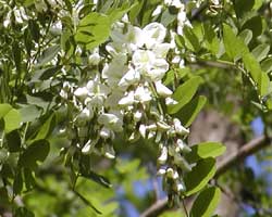 �n���G���W���̉�