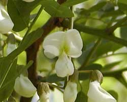 �n���G���W����