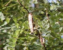 �n���G���W����