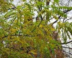 �n���G���W����