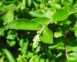 �C�{�^�m�L�̉�