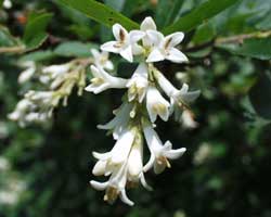 �C�{�^�m�L�̂ڂ�