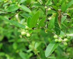 �C�{�^�m�L�̂ڂ�