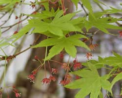 �C���n�J�G�f�̉�