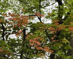 �C���n�J�G�f�̉�