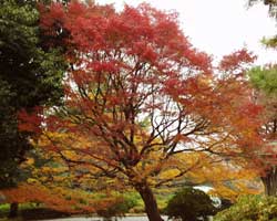 �C���n�J�G�f�̉�