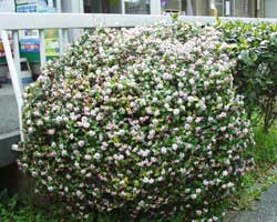 �W���`���E�Q