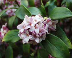 �W���`���E�Q�̉�