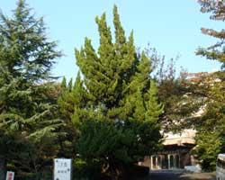 �J�C�d�J�C�u�L