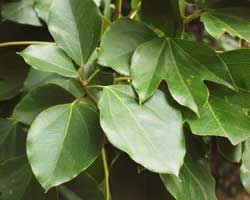 �J�N���~�m