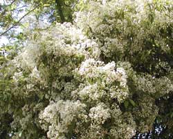 �J�i�����`�̉�