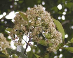 �J�i�����`��