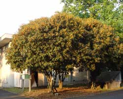 �L�����N�Z�C