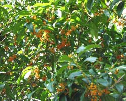 �L�����N�Z�C