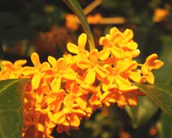 �L�����N�Z�C