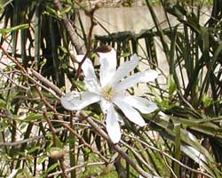 �R�u�V�̉�