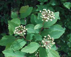 �R�f�}���̉�