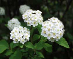 �R�f�}���̉�