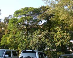 �N���K�l���`