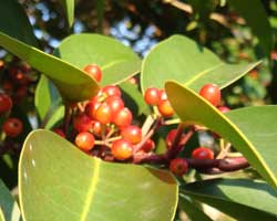 �N���K�l���`