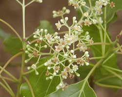 �N�X�m�L�̉�