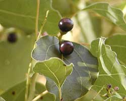 �N�X�m�L�̎�