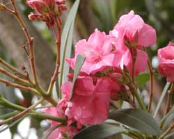 �L���E�`�N�g�E