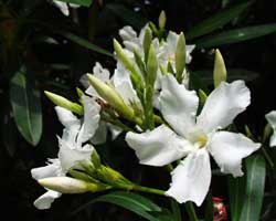 �L���E�`�N�g�E