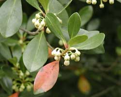 ���b�R�N�̂ڂ�