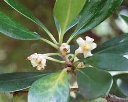 ���b�R�N�̉�