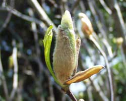 ���N�����̂ڂ�