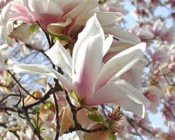 ���N�����̉�