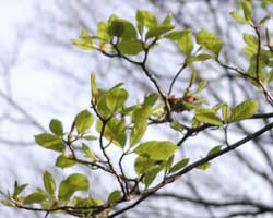 ���N�����̗t