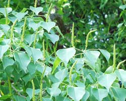 �i���L���n�[